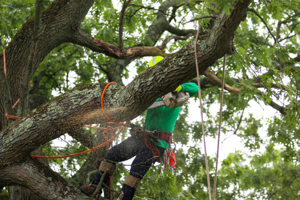 Trusted Rincon Valley, AZ Tree Removal Services Experts